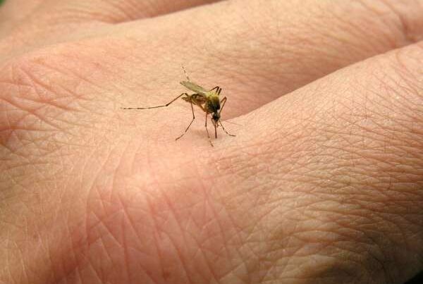 ¿Ronchas o picaduras? Guía para reconocer y tratar las molestias de los insectos en verano