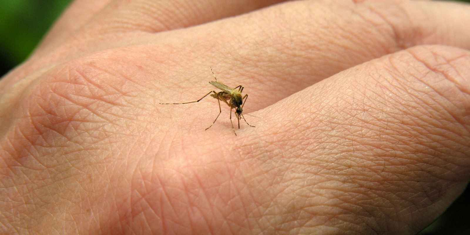 ¿Picadura o roncha? Guía para reconocer y tratar las molestias de los insectos en verano