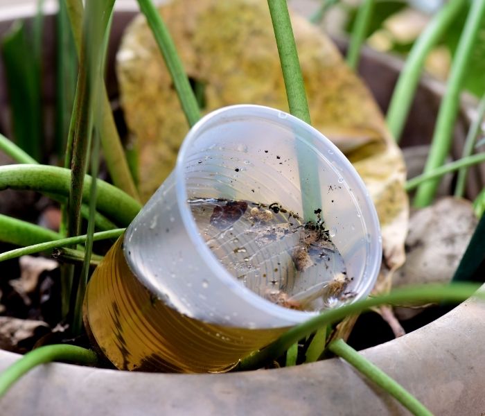 Dengue | Cómo prevenirlo en casa, en el barrio y durante el verano